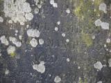image of grave number 807827